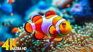 Aquarium 4K VIDEO (ULTRA HD)  Beautiful Coral Reef Fish - Relaxing Sleep Meditation Music #46
