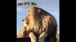 የጫካው  ጃን ሆይJungle King