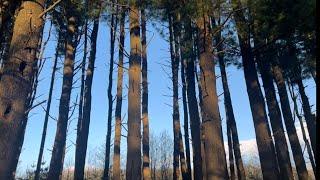 ASMR outside  trees, mud, wind + moree