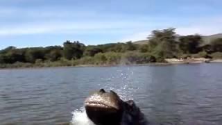 Surprize Hippo attack! ...don't talk about hippos behind their backs!