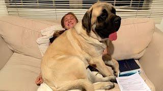 When Your Big Dog Thinks He's a BABY! Funny Dog and Human