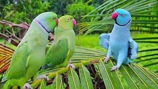 Indian Ringneck Parrot Videos Compilation