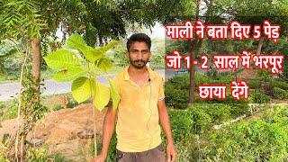 Best 5 Fast Growing Shade Giving Trees In India  | Shade Trees