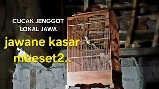 Kicauan Suara Burung Cucak jenggot lokal jawa