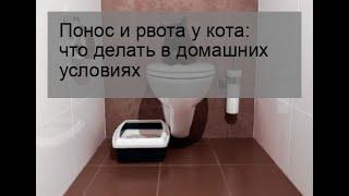 Понос и рвота у кота: что делать в домашних условиях