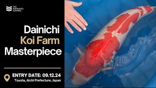 This Koi from Dainichi Will Blow Your Mind! | The Nishikigoi Journal | EP #064