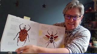 Insect Math with Lezlee