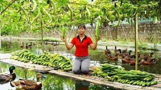 Harvesting Luffa Garden goes to the market sell - Gardening | Phuong Daily Harvesting