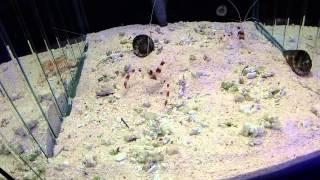 all about Coral Banded Shrimp