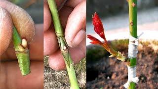 Rose Bud Grafting | Grafting Of Rose Plant With Full Update | How To Graft On Roses