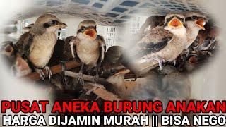 PUSAT ANEKA BURUNG ANAKAN ‼️ AGEN BURUNG FATIR KICAU || BONGKAR SETIAP HARI FULL STOK || GASSPOLL