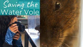 Reintroducing Water Voles: Britain's Fastest Declining Mammal!