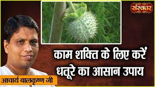 काम शक्ति के लिए करें धतूरे का आसान उपाय | Benefits of Datura | Acharya Balkrishna Ji Ke Nuskhe