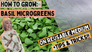 How to Grow Basil Microgreens on Reusable Grow Medium - Full Tutorial + Tips |  Soilless Growing