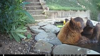 Bear enjoys backyard pond