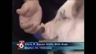 News Anchor Laughing at “Chris P. Bacon” Pig Name