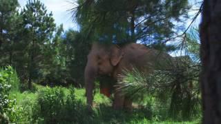 Home & Herd | The Elephant Sanctuary in Tennessee