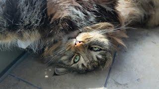 Can I Pet Your Belly? | Norwegian Forest Cats