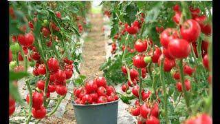 MUST DO THESE FOR TOMATO PRODUCTION - Tactics You'll Hear for the First Time - how to