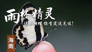 【蝴蝶王国寻找美丽的“雨林精灵”】Most Beautiful Butterflies on Planet 感受多重蝴蝶纷繁绚烂之美 五指山 | 中华地图