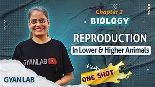 One Shot Lecture | Chp - 2 | Reproduction in Animals | Gyanlab | Anjali Patel #oneshotlecture