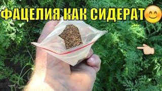 Фацелия как сидерат осенью.