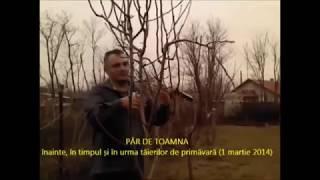 Tunderea Pomilor Fructiferi Parul || Taieri De Primavara || Curatarea Pomilor