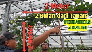 2 BULAN 2 METER TANAM ANGGUR IMPORT CEPAT TUMBUH DARI BIBIT 50CM di PEMBIBITAN TERBESAR DI BOGOR