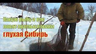 Как ловят промысловики рыбу зимой на Оби | Глухая Сибирь