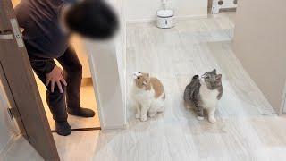 お留守番中に急に遊びに来た父を飼い主だと勘違いして出迎えた猫たちの反応が可愛すぎましたw