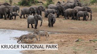 Kruger National Park! How to do a safari in the Kruger National Park? (By car or guided tour)