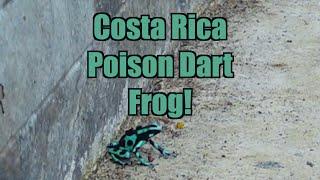 Poison Dart Frogs in Costa Rica, what do they sound like? Ranas venenosas de dardo  ¿cómo suenan?