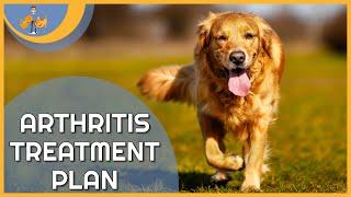 Treating Arthritis in Dogs - a plan to keep them pain free!