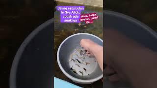 Menjadi pohon duit recehan