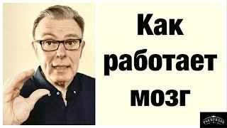 Как работает мозг: правила счастливой жизни