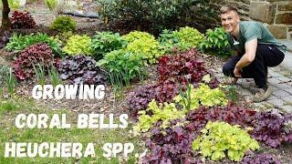 CORAL BELLS (Heuchera spp.) - Where to Plant & How to Grow