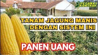 CARA BARU !! TANAM JAGUNG PANEN UANG, JADI MALES TANAM LAINNYA