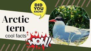 Arctic tern facts 
