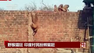 [中国新闻]野猴猖狂 印度村民扮熊驱赶| CCTV中文国际