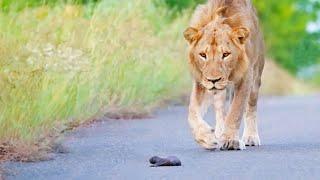 Mom Honey Badger Leaves her Baby to the Lions