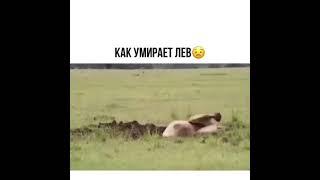 Как умирает Лев