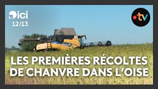 Premières récoltes de chanvre pour un groupe d'agriculteurs dans l'Oise