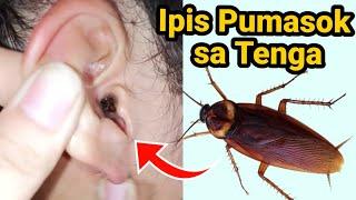 Ipis Pumasok sa Tenga ng B@ta | big Cockroach removal on the ear on the girl