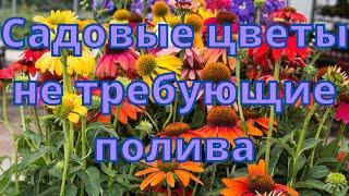 Садовые цветы не требующие полива