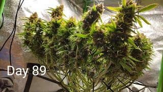 SLIDESHOW - Seed to Harvest - 1st Grow Ever! - Green Crack Auto by Fast Buds - 2x2x3 Mini Tent Grow