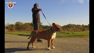 Prise en main American Bully / L' ACADÉMIE DES CHIENS 2017