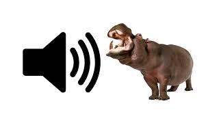 Hippo - Sound Effect | ProSounds