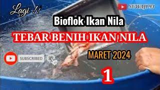 PENEBARAN BENIH IKAN NILA MERAH