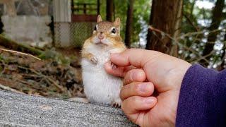 Wild chipmunk Wally, who gave me the most trust and bonding.