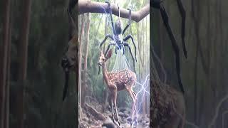 spider on the hunt in the Hiran #shortvideos #viralvideos #yt #youtubeshorts